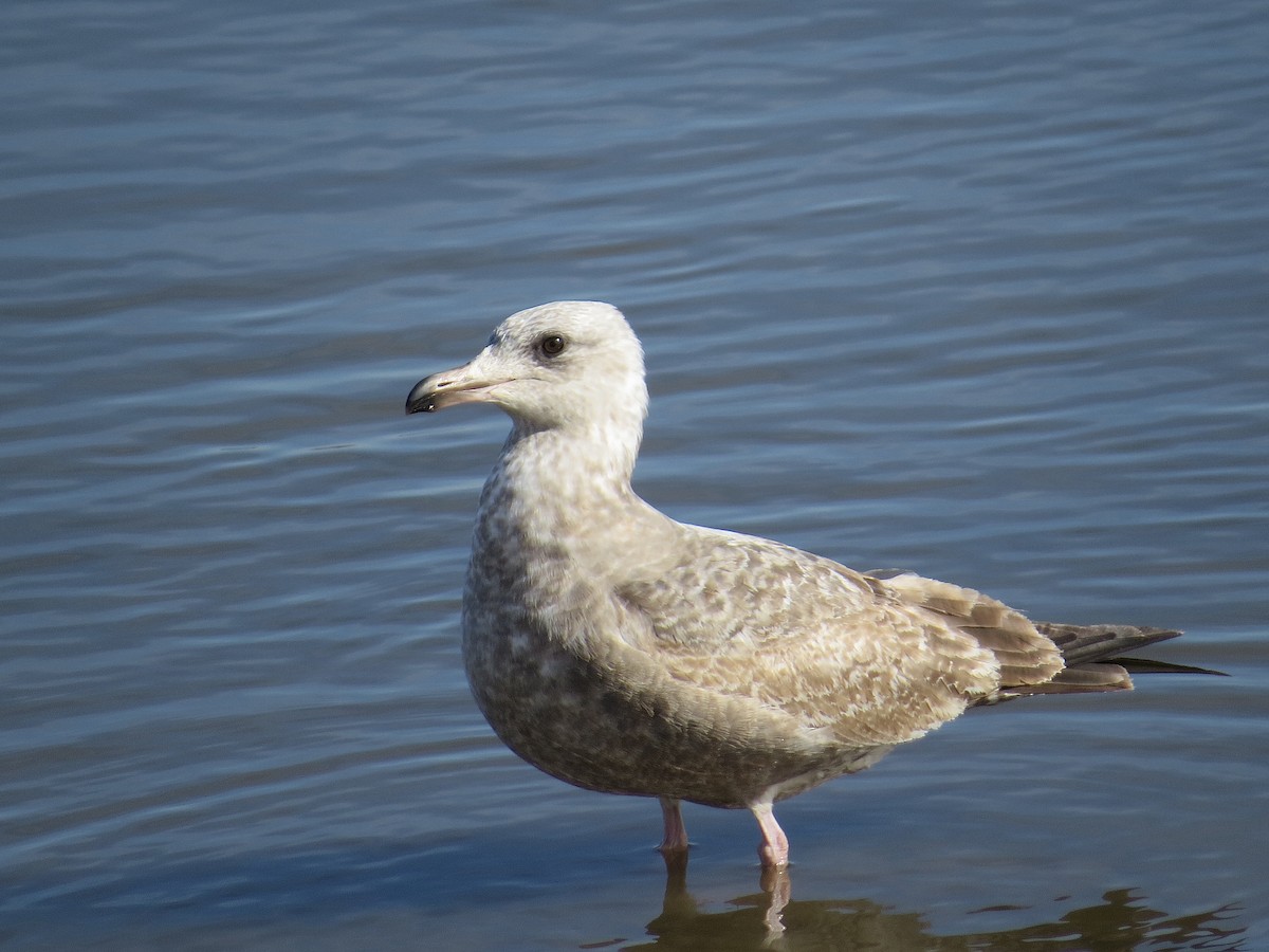 Herring Gull (American) - ML614606528