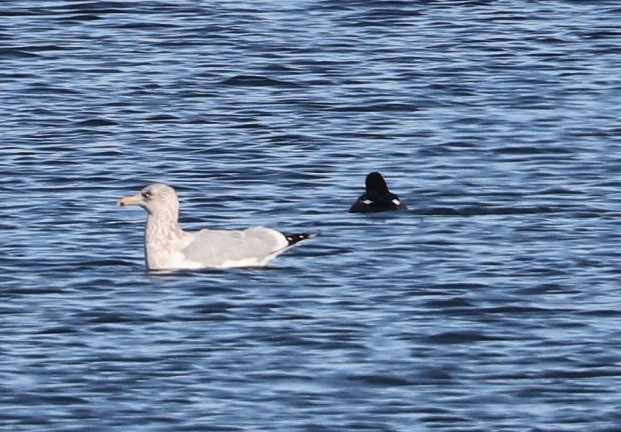 Herring Gull - ML614606587