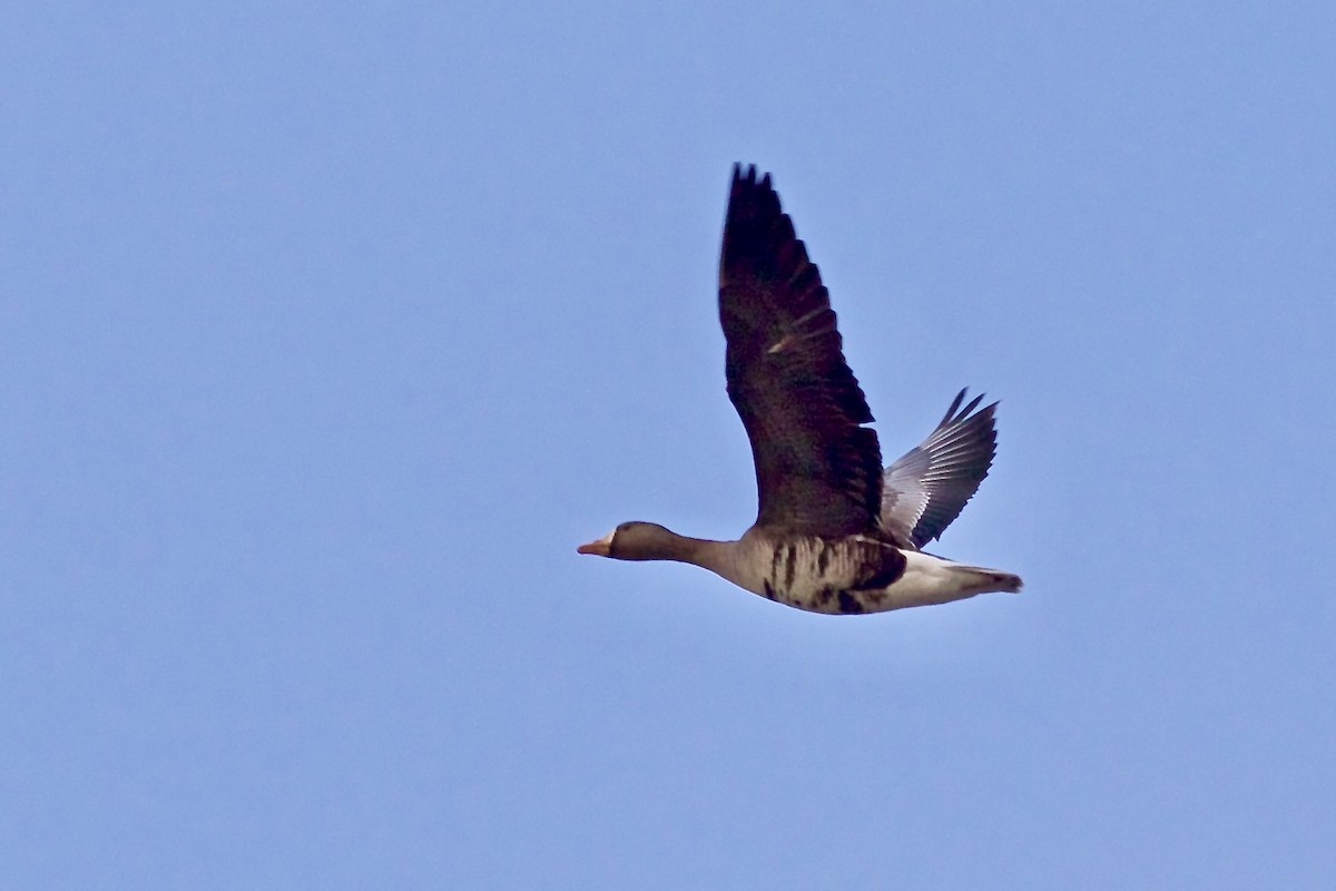 Greater White-fronted Goose - ML614606596