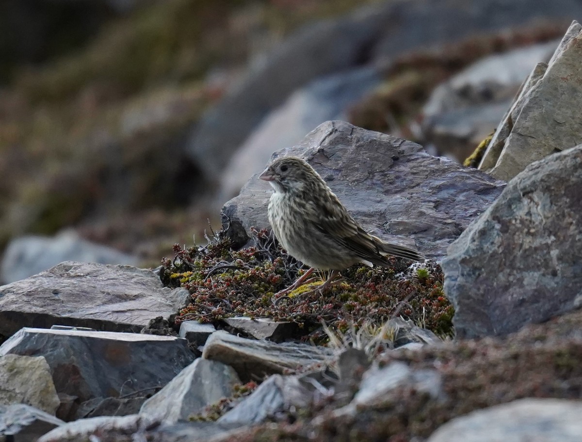 Yellow-bridled Finch (White-tailed) - ML614606647