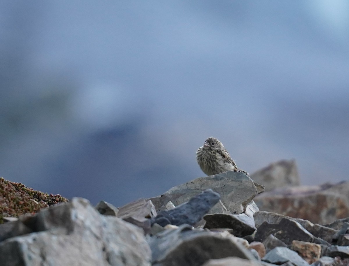 Yellow-bridled Finch (White-tailed) - ML614606656