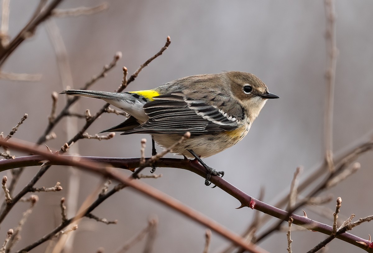 lesňáček žlutoskvrnný (ssp. coronata) - ML614606672