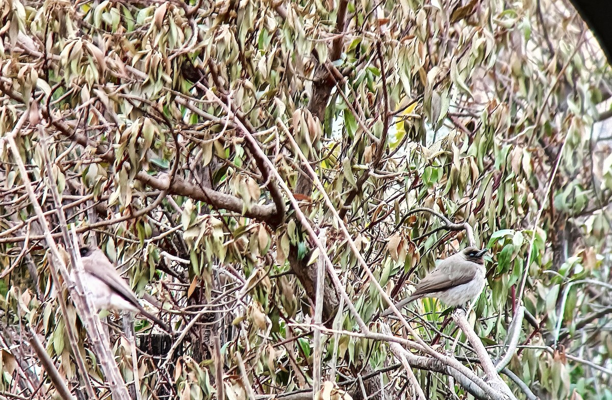 Common Bulbul - ML614606680