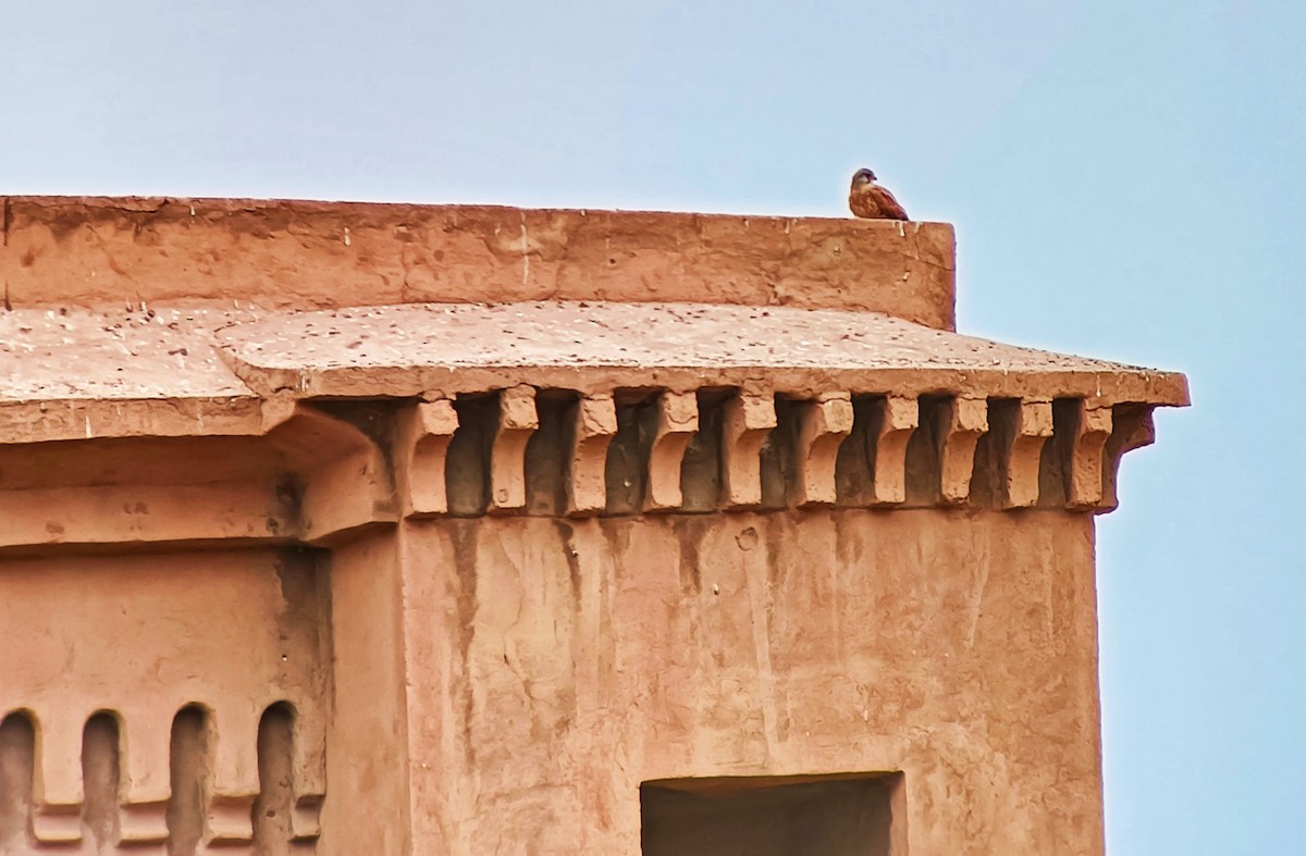 Eurasian Kestrel - ML614606686