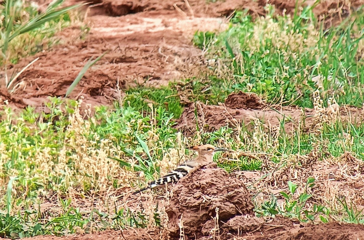 Eurasian Hoopoe - ML614606701