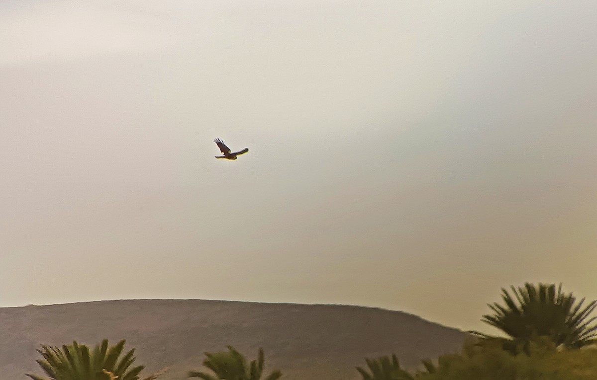 Western Marsh Harrier - ML614606708