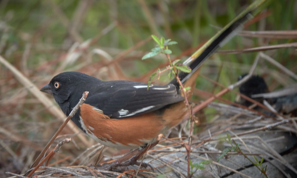 Eastern Towhee - ML614606762