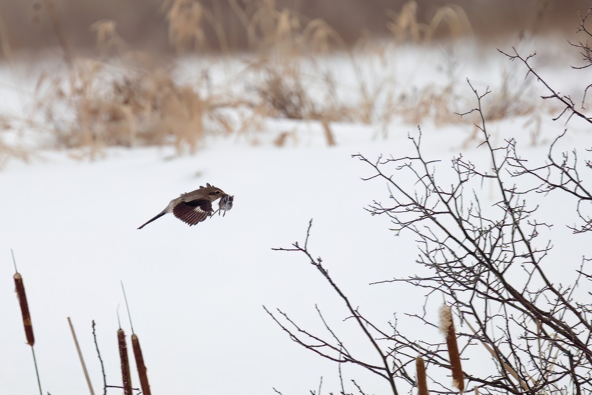 Northern Shrike - ML614606765