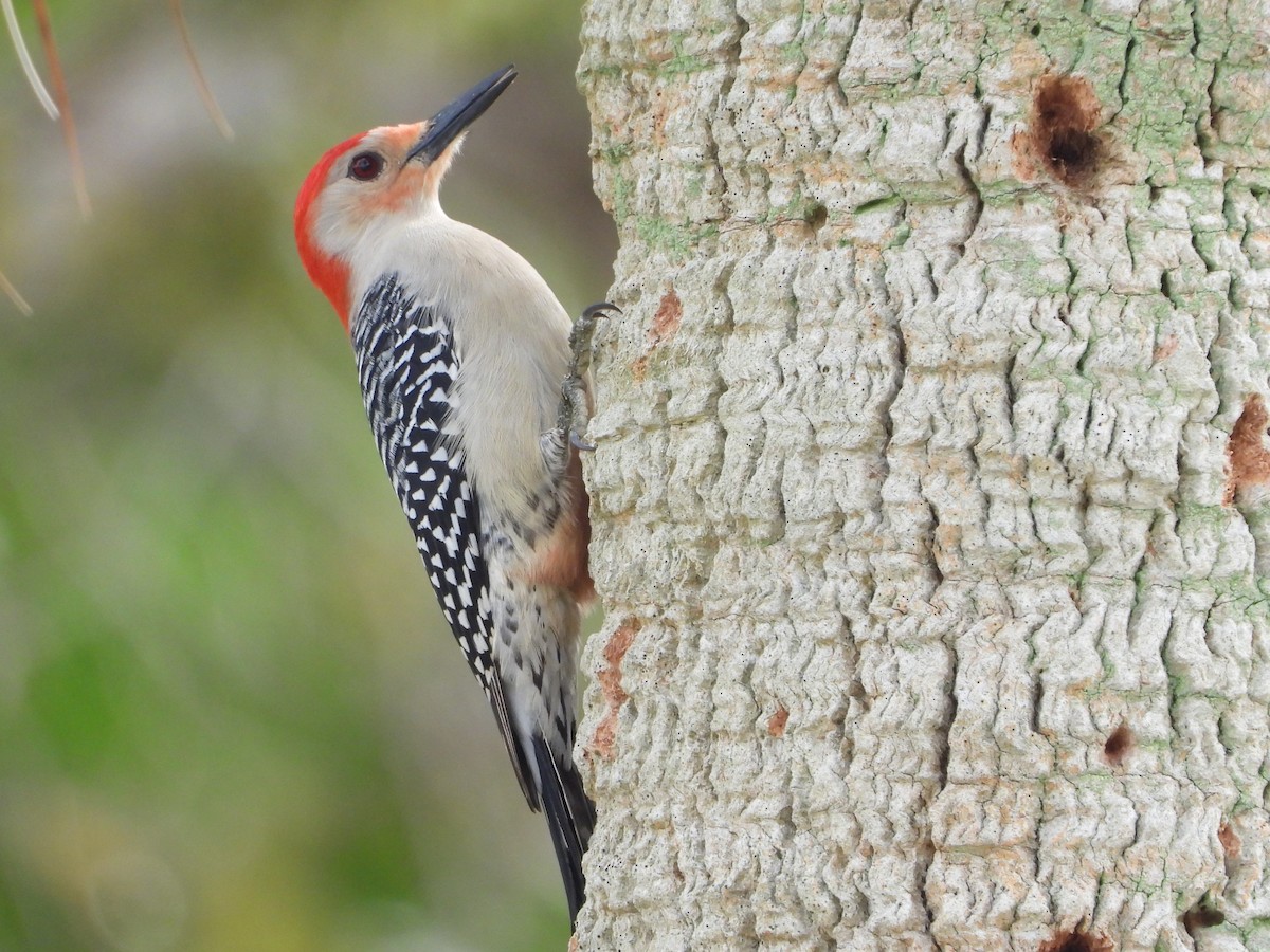 Red-bellied Woodpecker - ML614606781