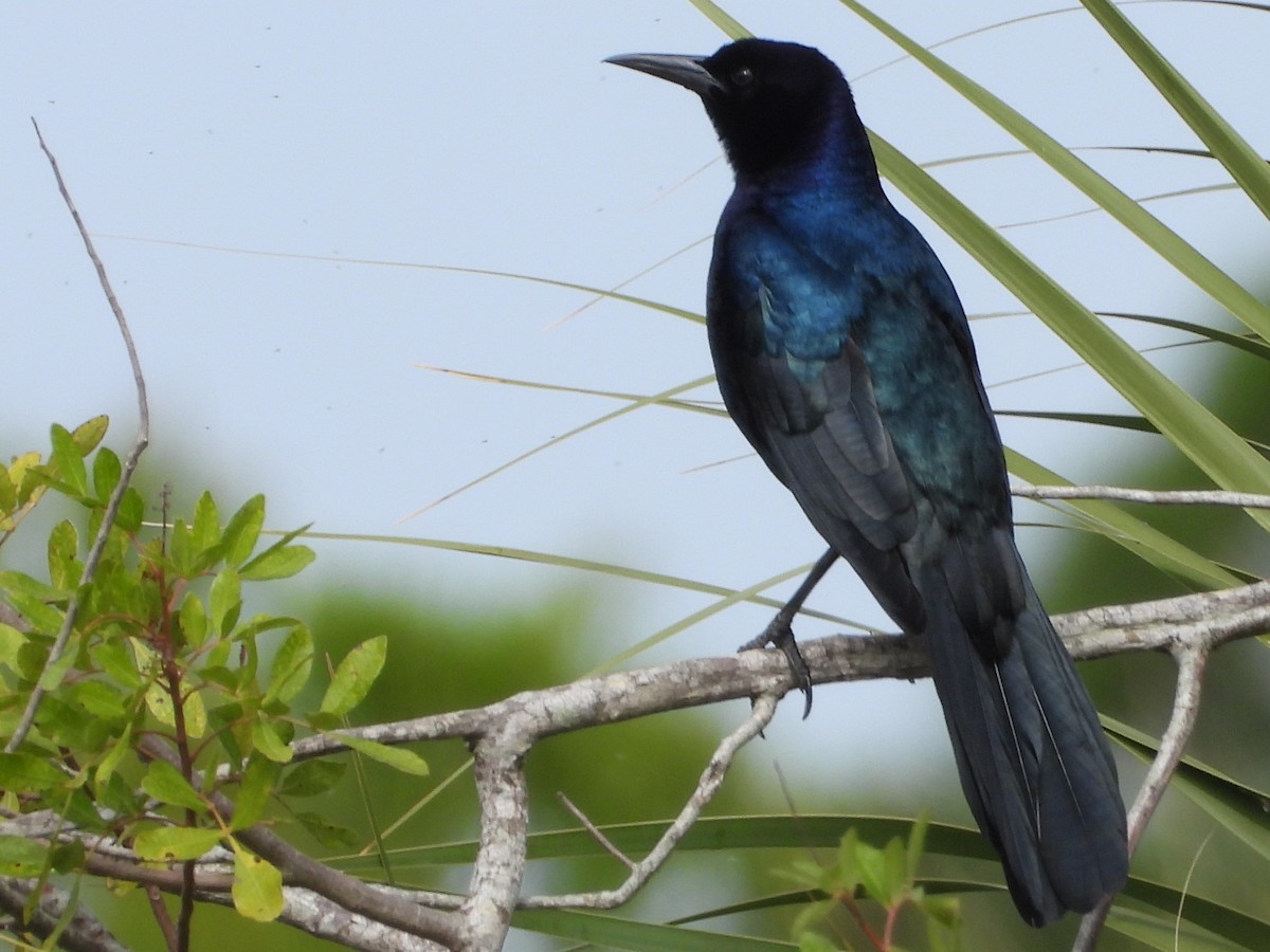 Boat-tailed Grackle - ML614606785