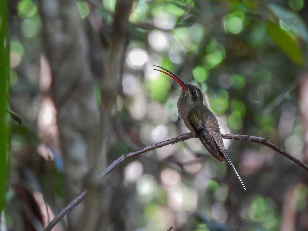 kolibřík dlouhozobý (ssp. margarettae) - ML614606797