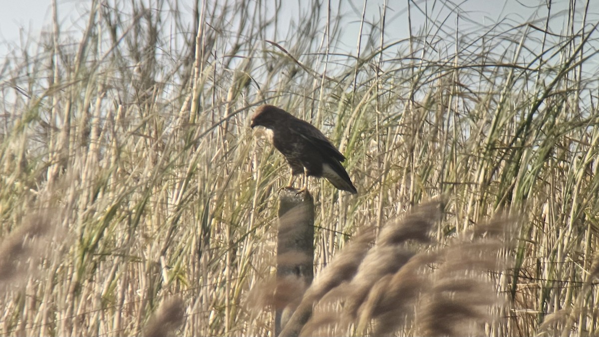 Common Buzzard - Alessio Usai