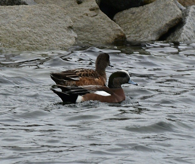 Canard d'Amérique - ML614606843