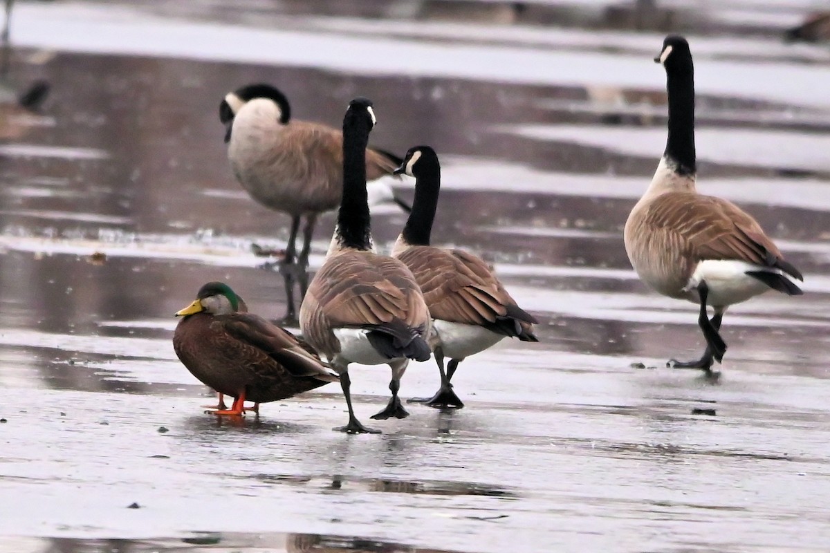 Mallard x American Black Duck (hybrid) - ML614606879