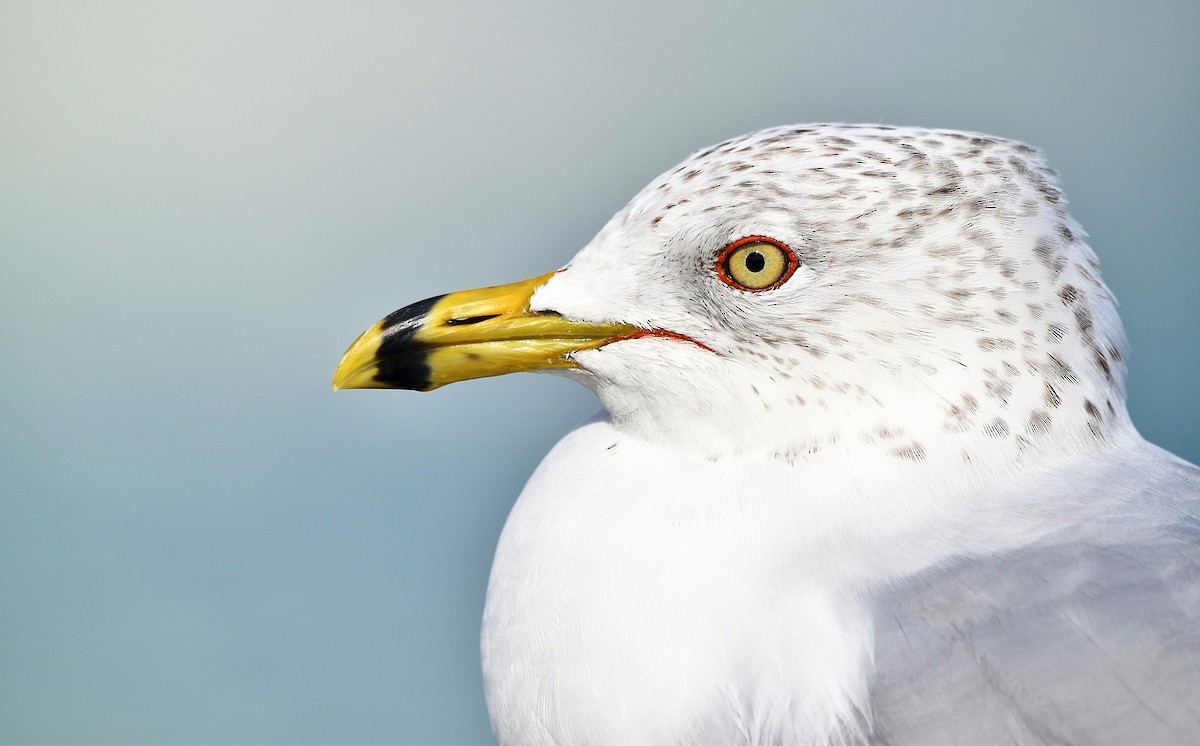 Ring-billed Gull - ML614606959