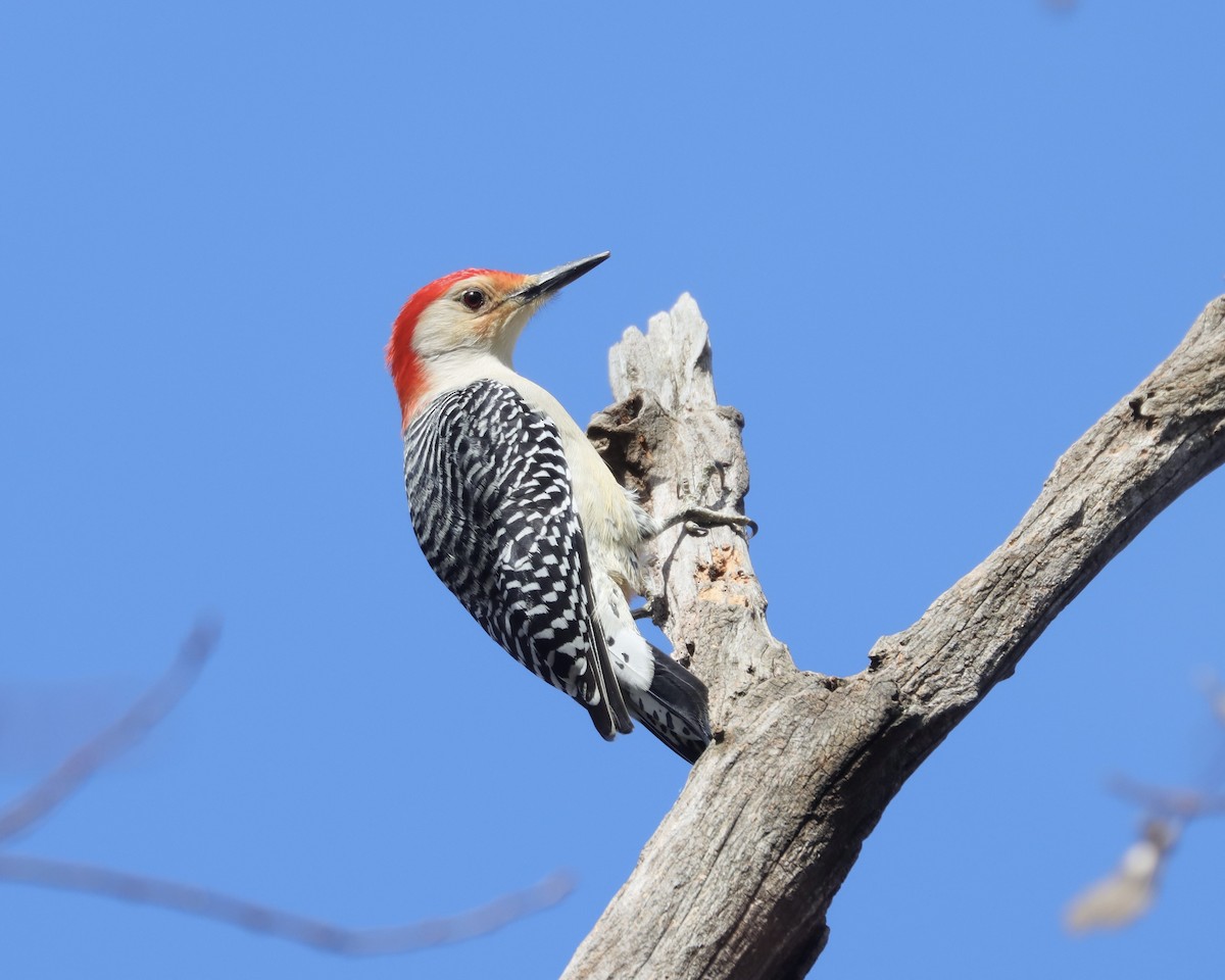 Red-bellied Woodpecker - Ryan Andrew