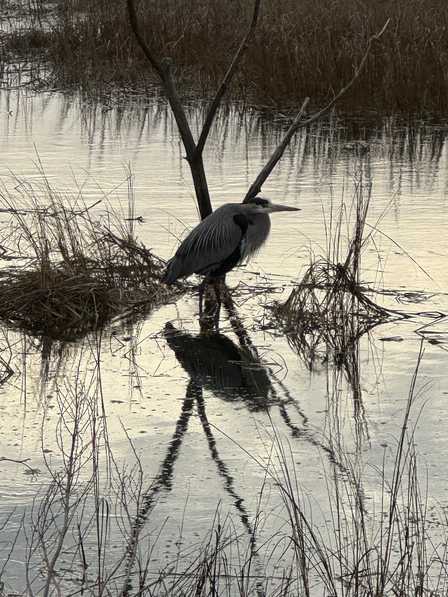 Great Blue Heron - ML614606970