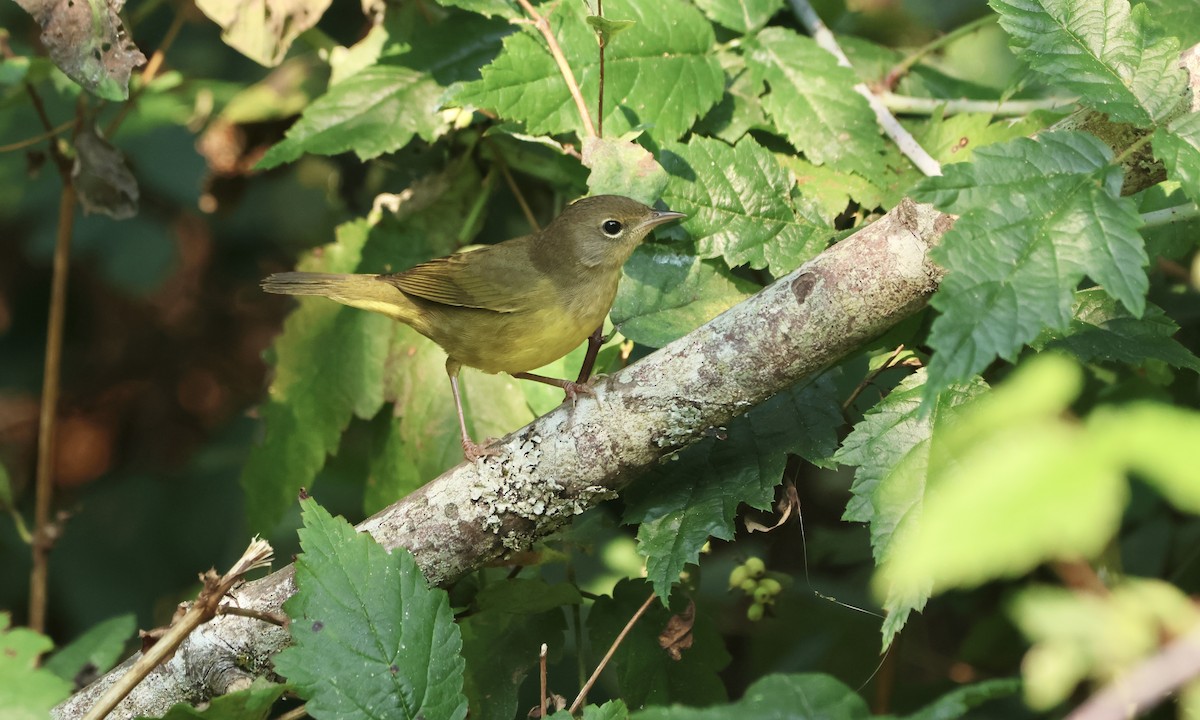 MacGillivray's/Mourning Warbler - ML614606980