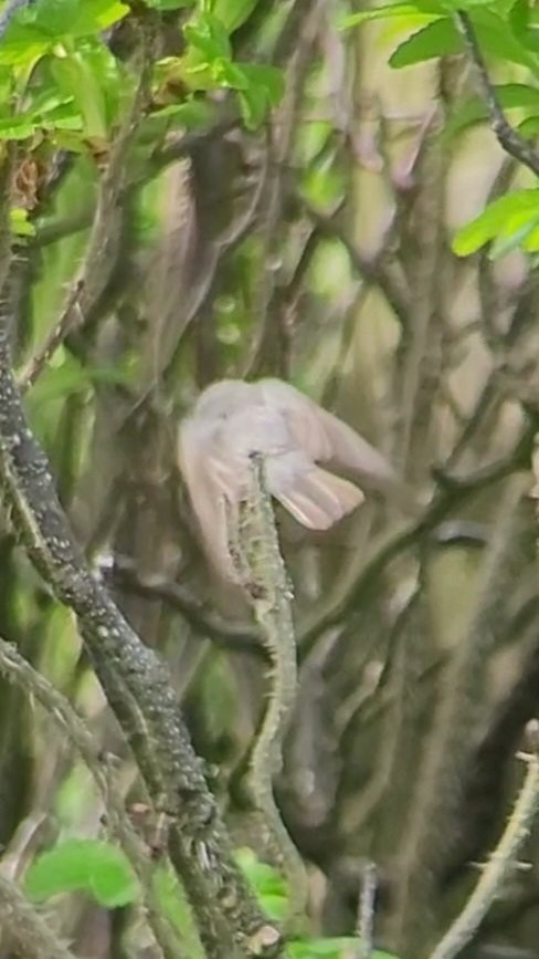 Western Subalpine Warbler - ML614606981