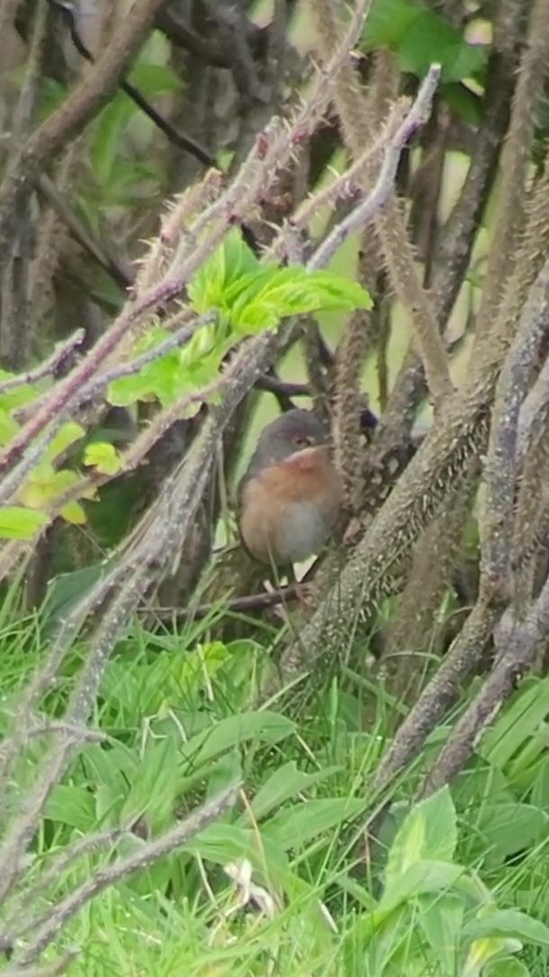 Western Subalpine Warbler - ML614606982