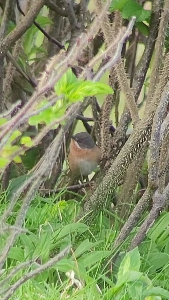 Western Subalpine Warbler - ML614606983