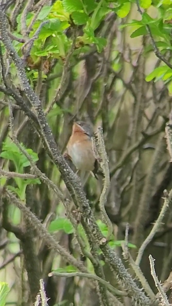 Western Subalpine Warbler - ML614606984