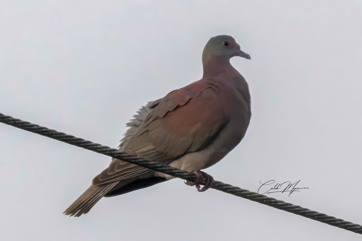 Pigeon rousset - ML614607016