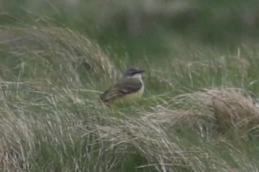 Western Yellow Wagtail (thunbergi) - ML614607046