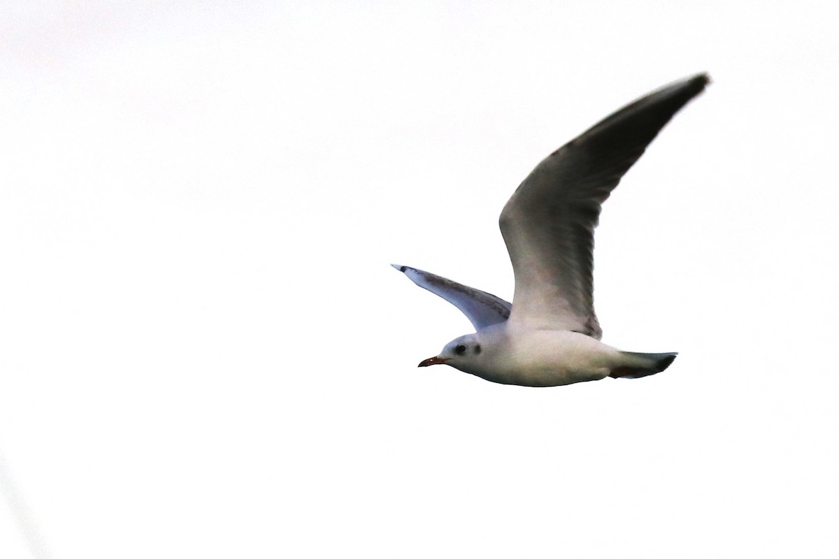 Black-headed Gull - Anthony Levesque