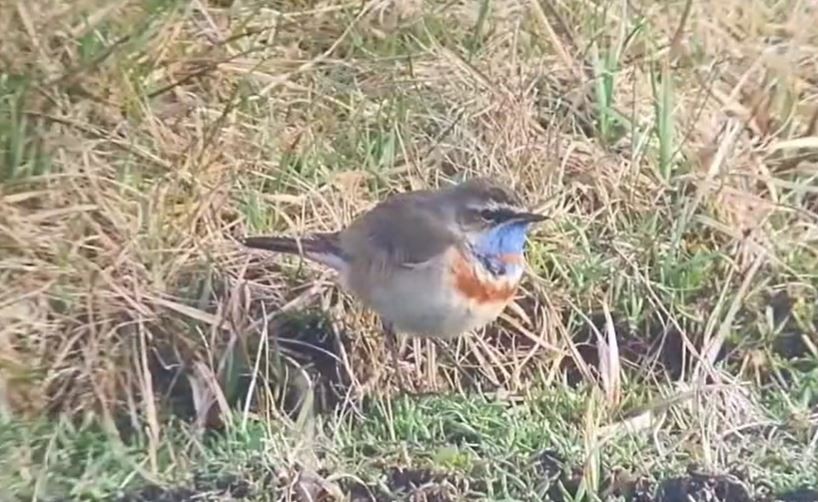 Bluethroat (Red-spotted) - ML614607075