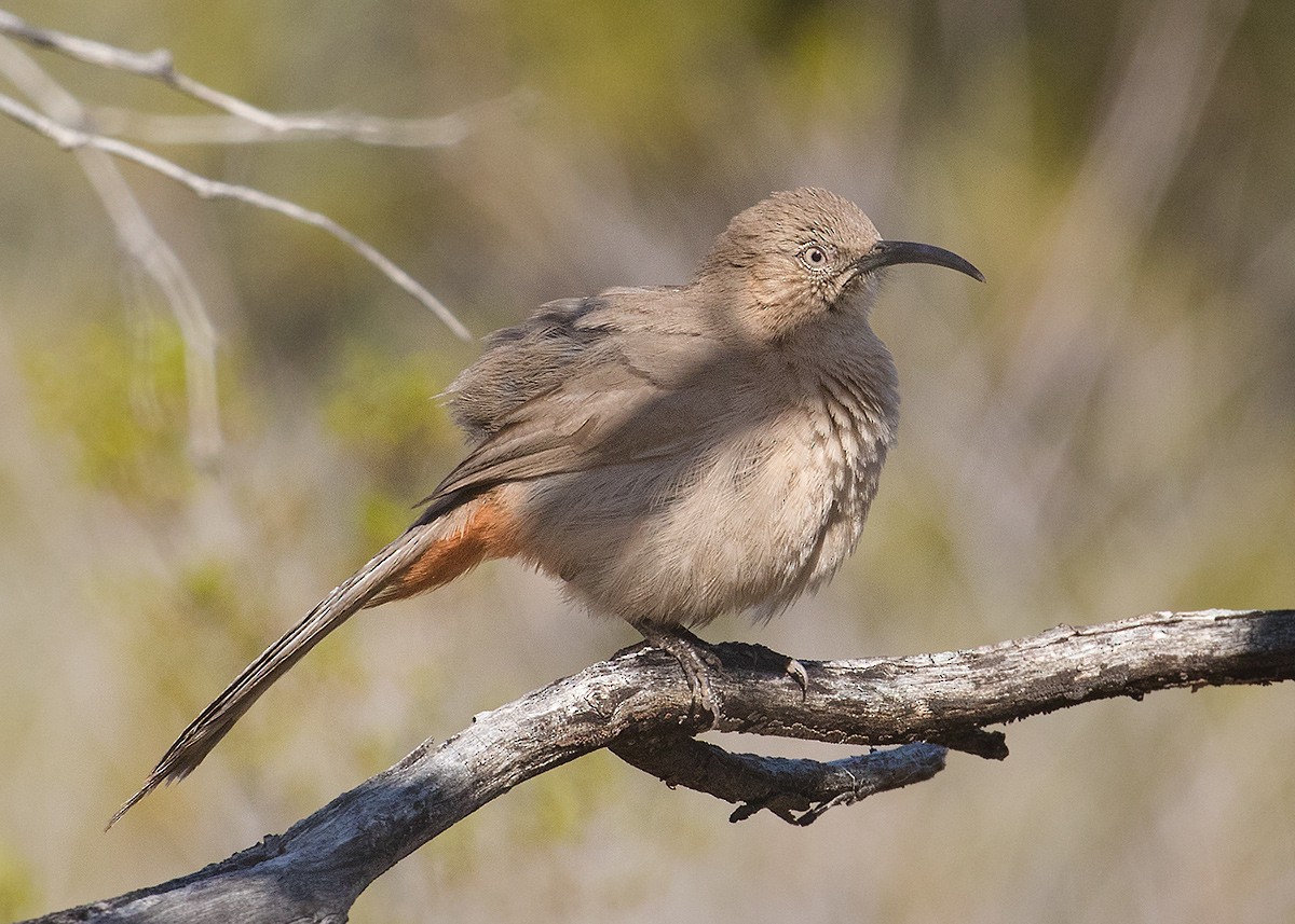 Crissal Thrasher - Doug Backlund