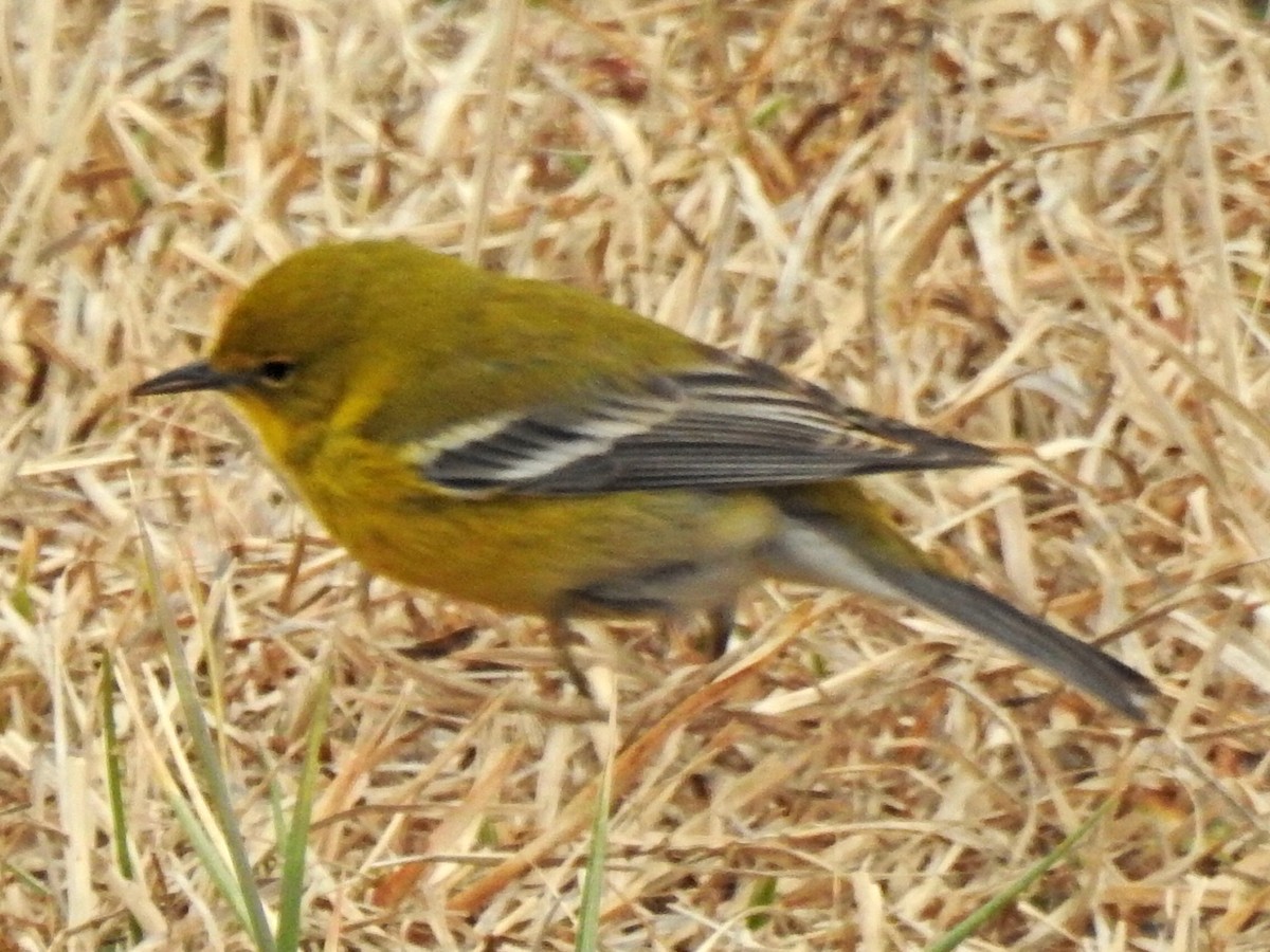 Pine Warbler - Nita Killebrew