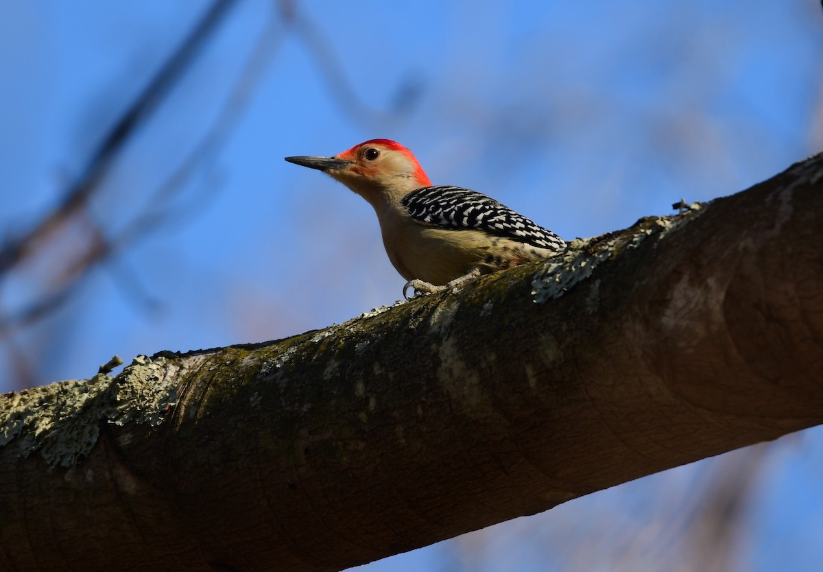 Red-bellied Woodpecker - Chaiby Leiman