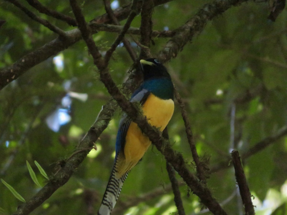 trogon modroocasý - ML614607298