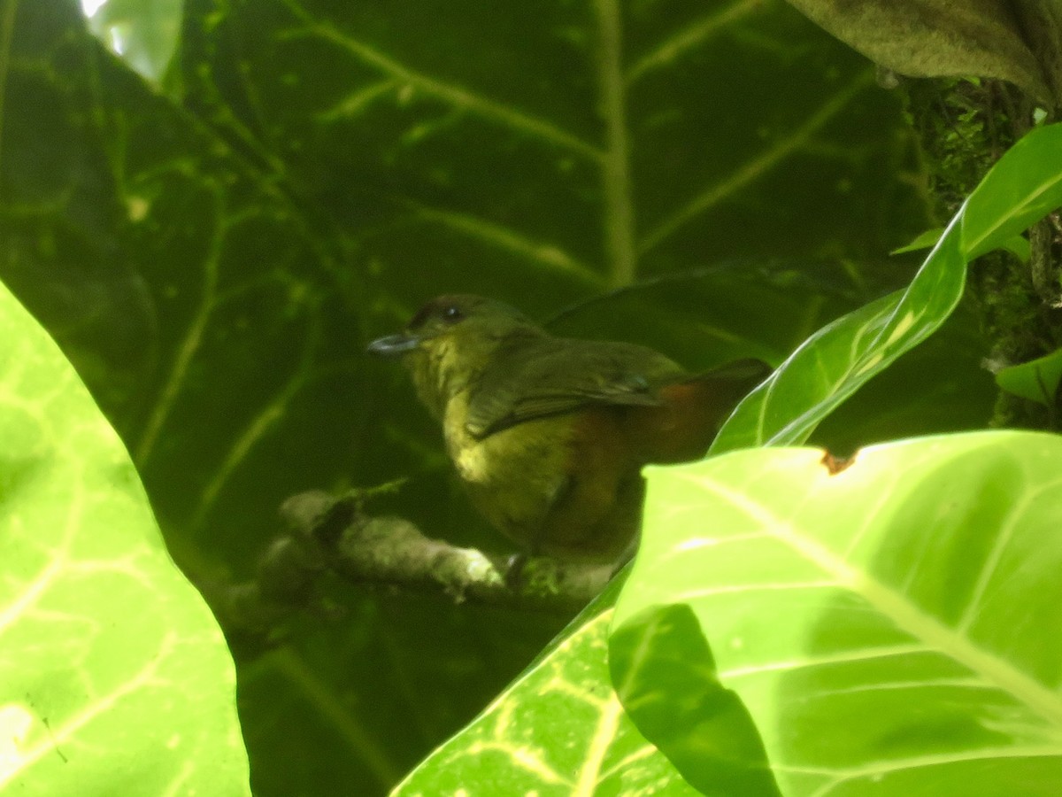 Olive-backed Euphonia - ML614607353