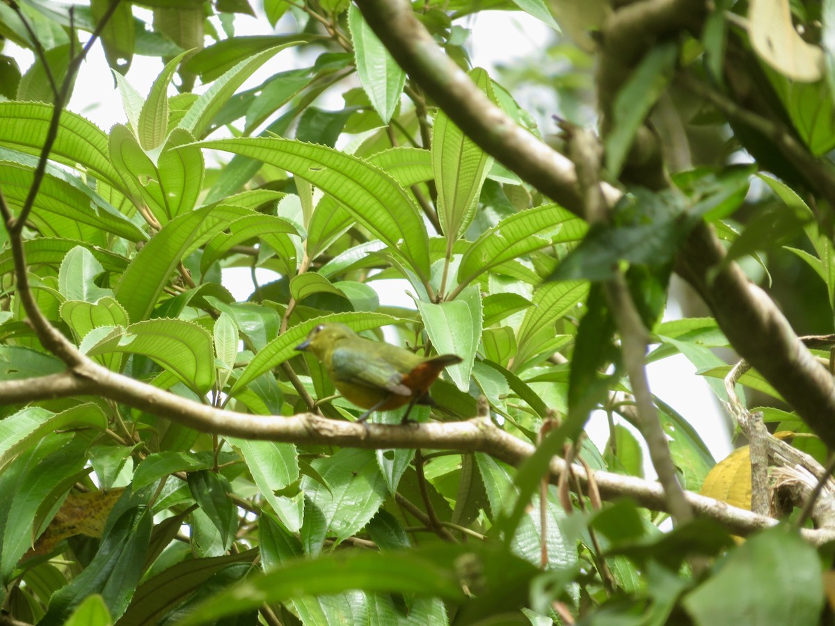 Olive-backed Euphonia - ML614607356