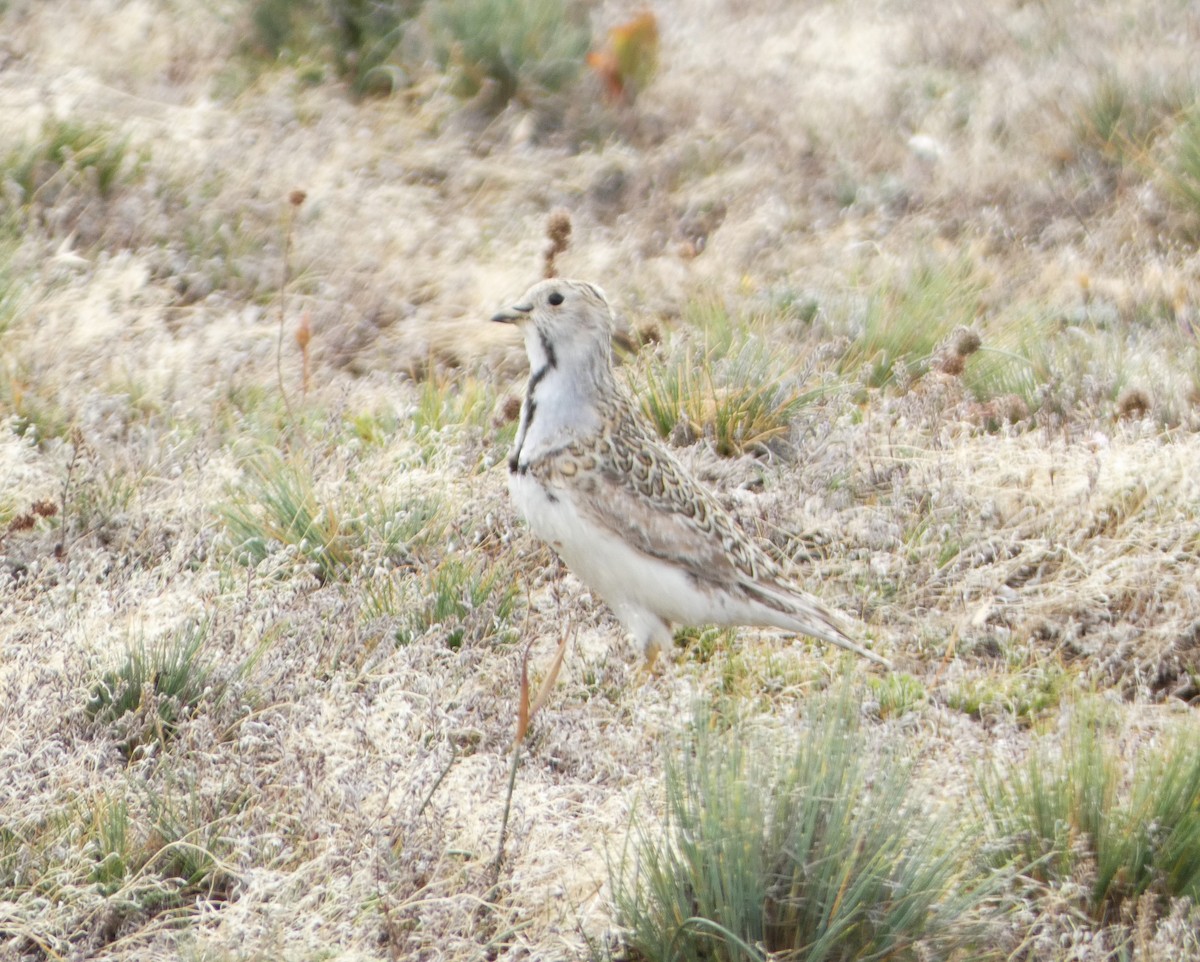 Least Seedsnipe - ML614607378