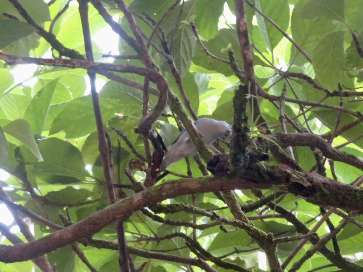 Blue-gray Tanager - ML614607415