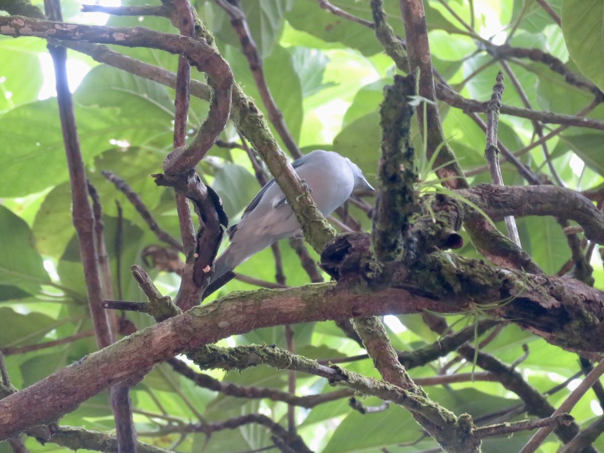 Blue-gray Tanager - ML614607416