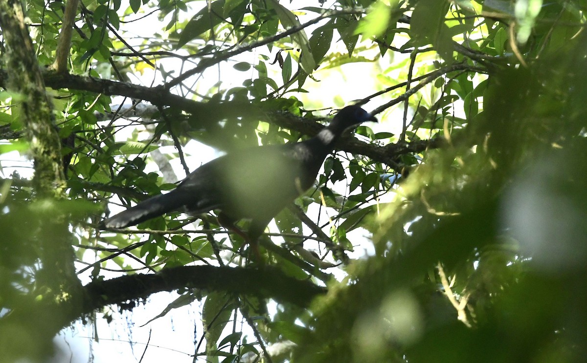 Sickle-winged Guan - ML614607437