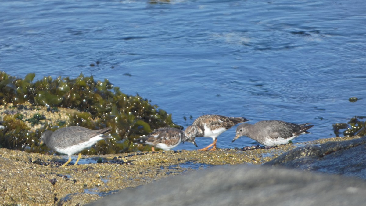 Surfbird - ML614607447