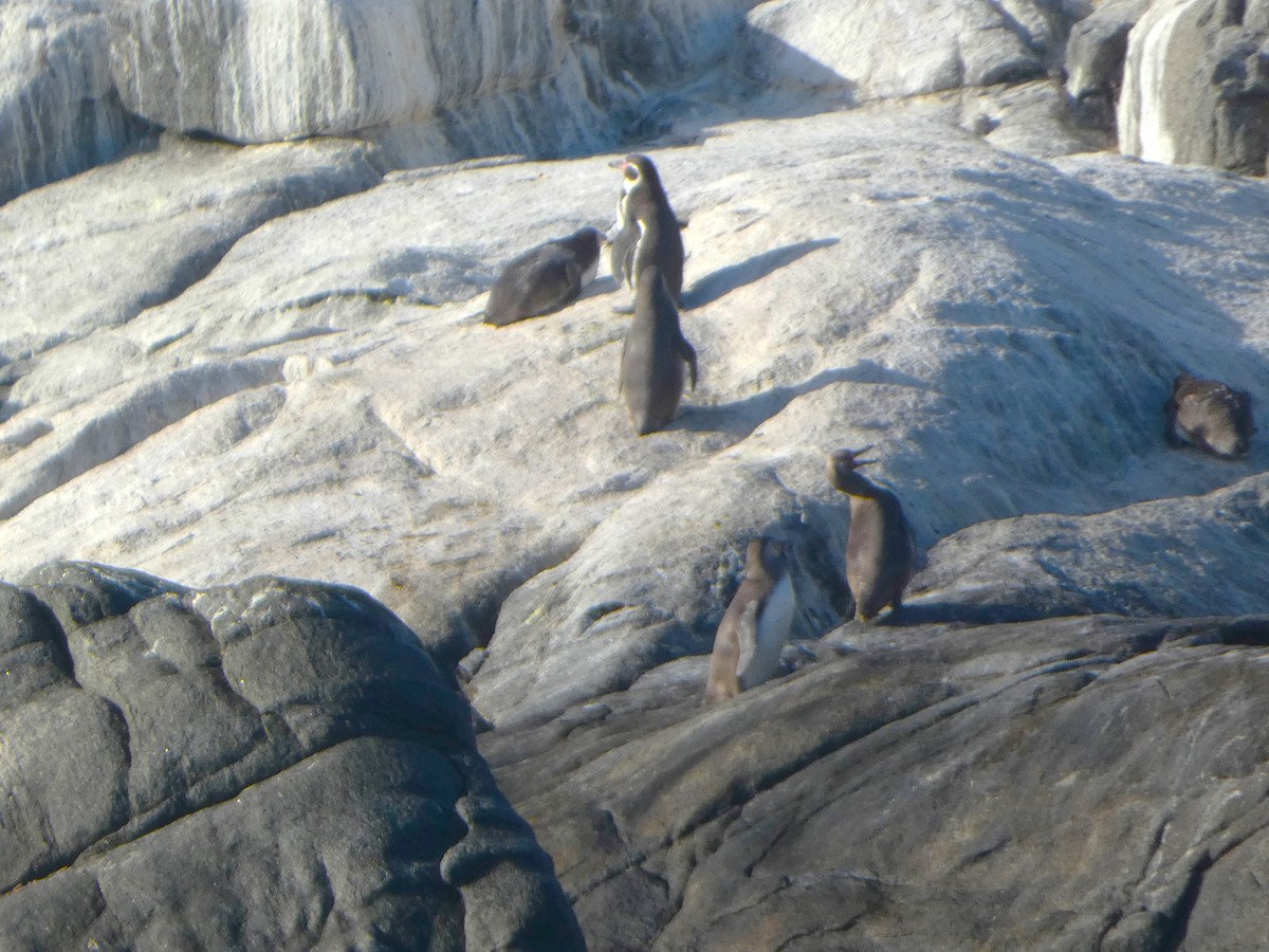 tučňák Humboldtův - ML614607449