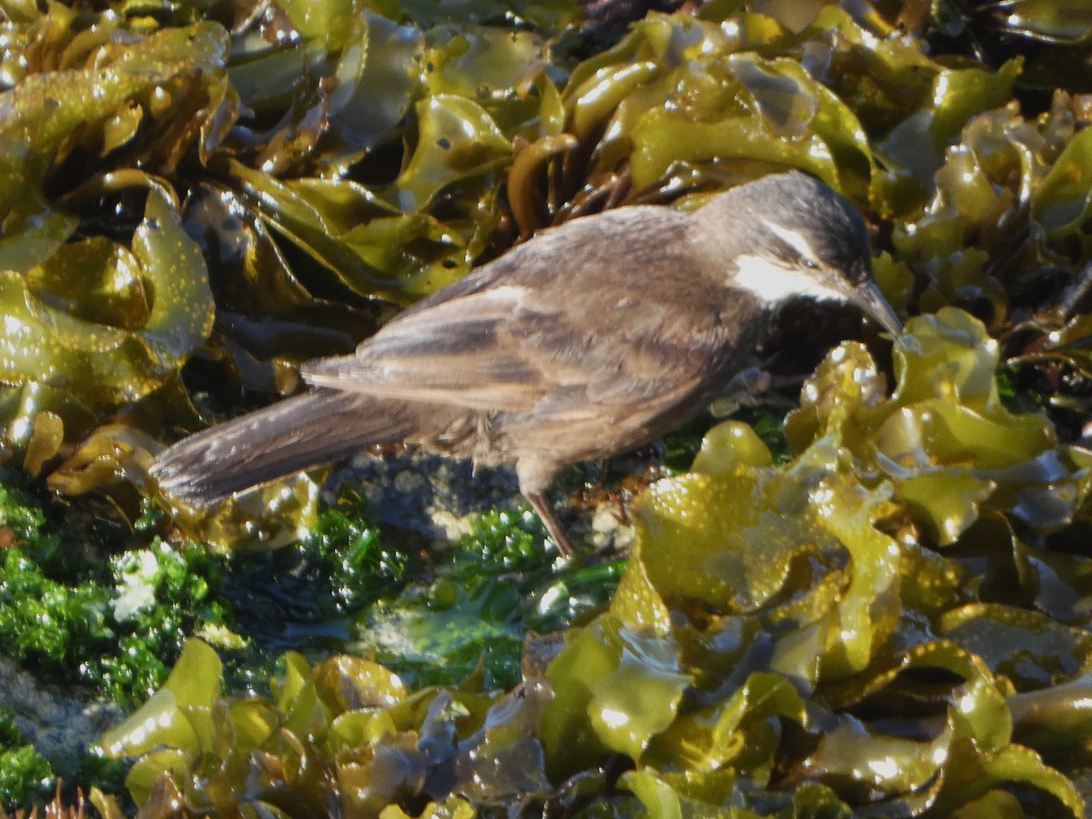 Seaside Cinclodes - ML614607457