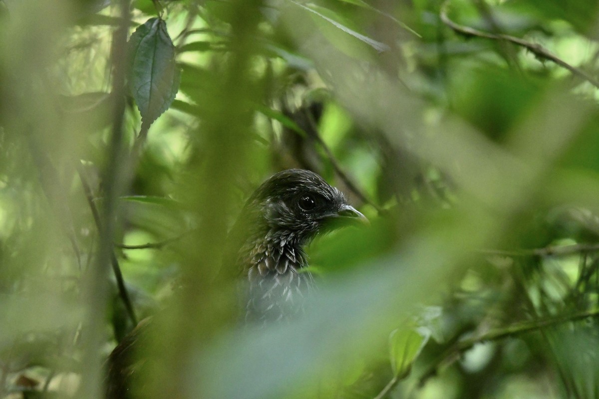 Andean Guan - ML614607480