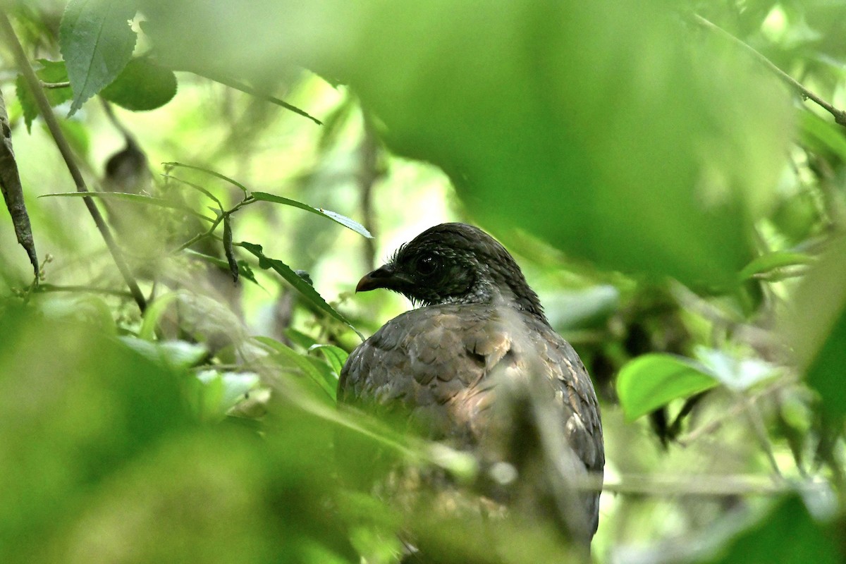 Andean Guan - ML614607489