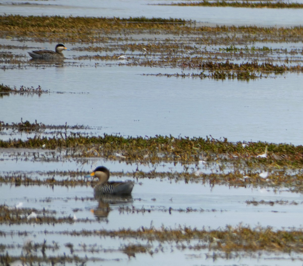 Silver Teal - ML614607490