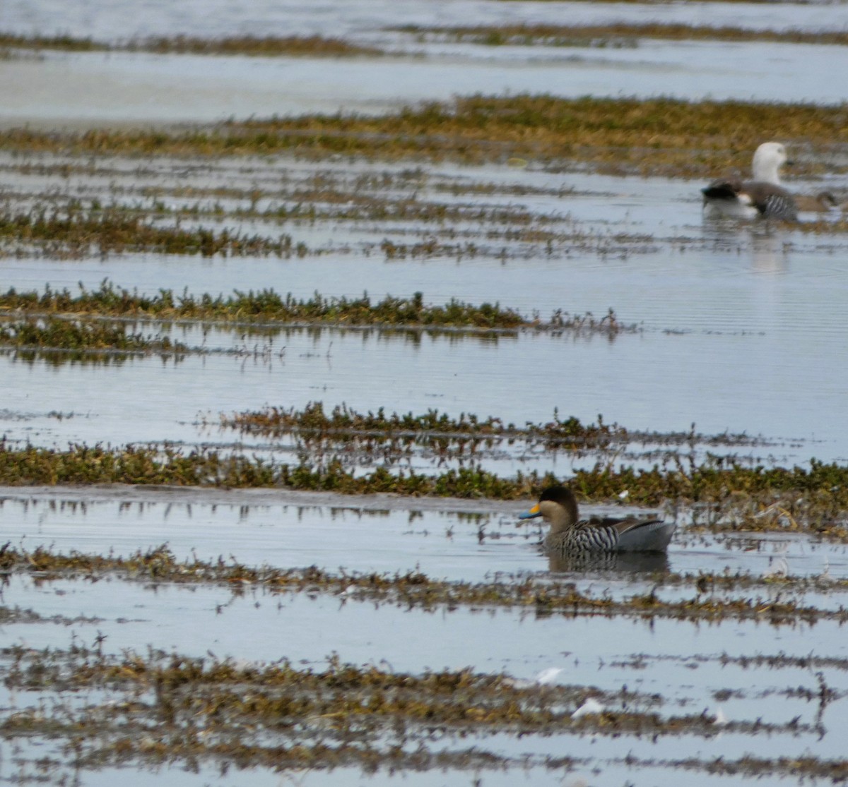 Silver Teal - Angelo Angelis