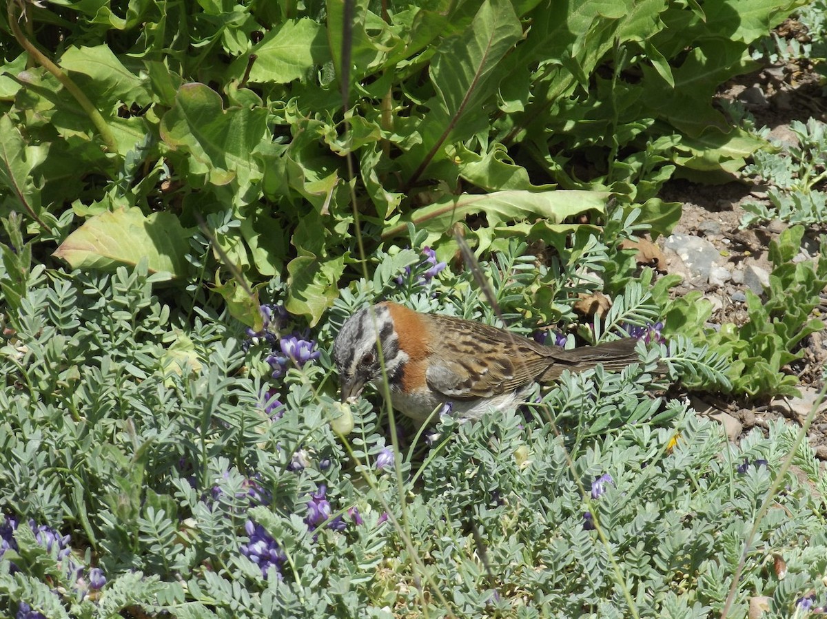 Rufous-collared Sparrow - ML614607510