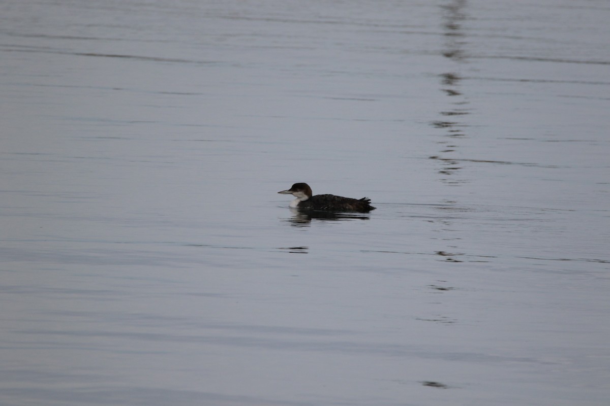 Common Loon - ML614607526