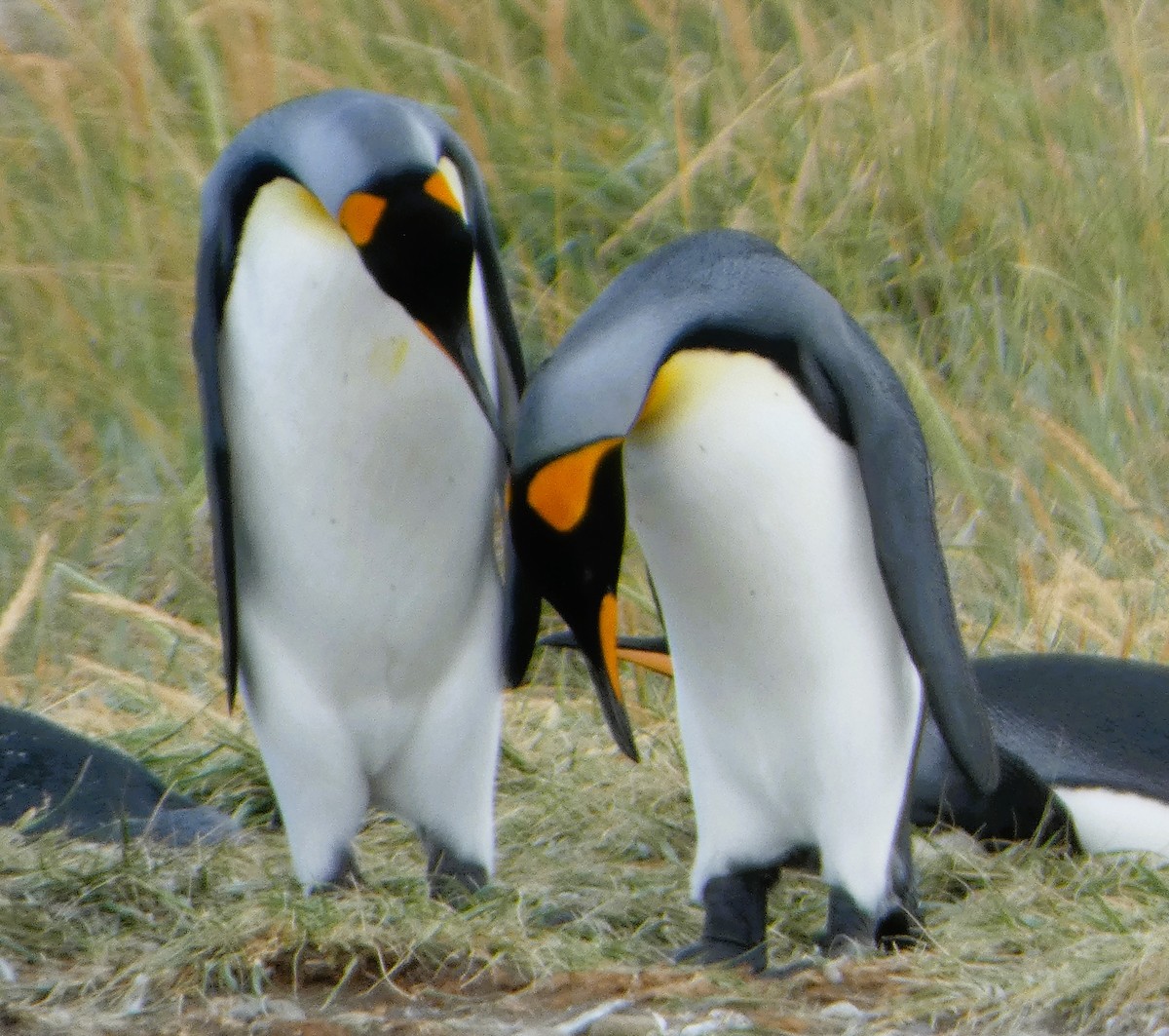 tučňák patagonský - ML614607528